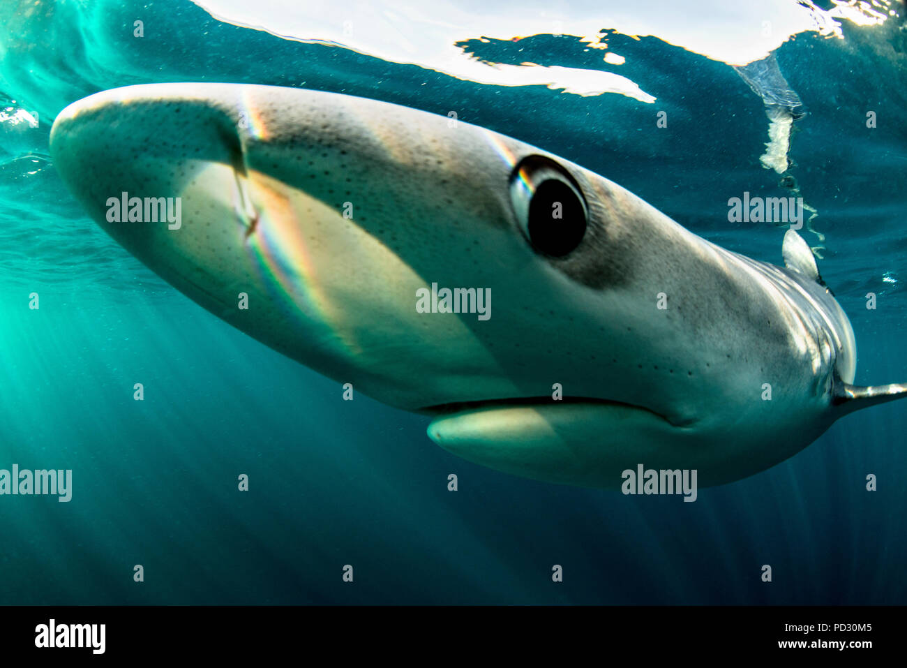 Le requin bleu (Prionace glauca), nager sous l'eau, close-up, Baltimore, dans le comté de Cork, Irlande Banque D'Images
