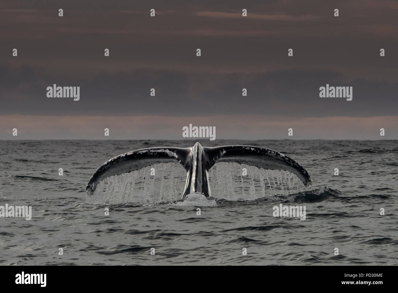 Queue de baleine à bosse au-dessus de la surface de l'eau, Dingle, Kerry, Irlande Banque D'Images