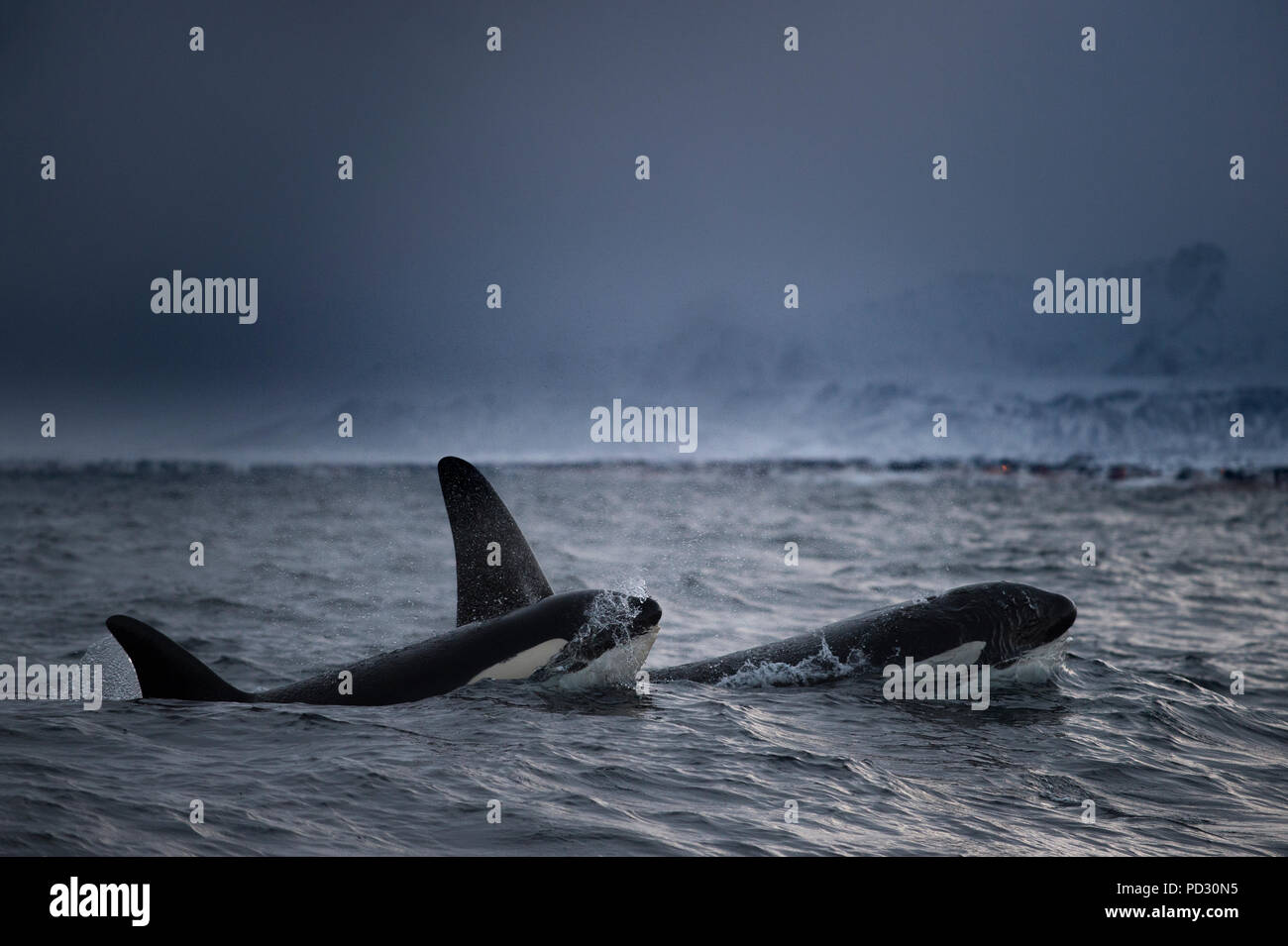 Les orques (Orcinus orca), la chasse à des fins alimentaires, Andenes, Nordland, Norvège Banque D'Images
