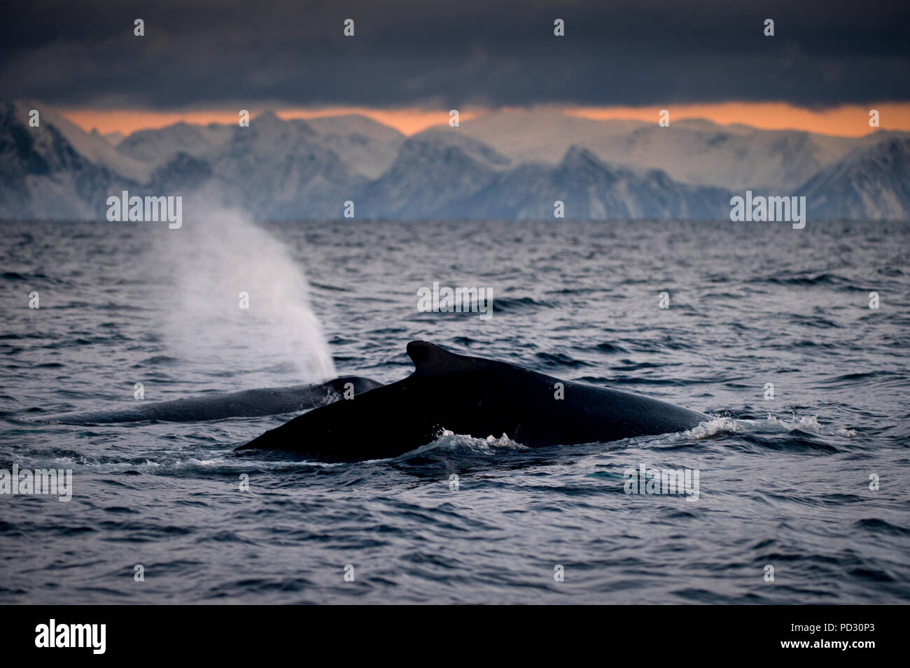 Queue de baleine à bosse au-dessus de la surface de l'eau, Andenes, Nordland, Norvège Banque D'Images