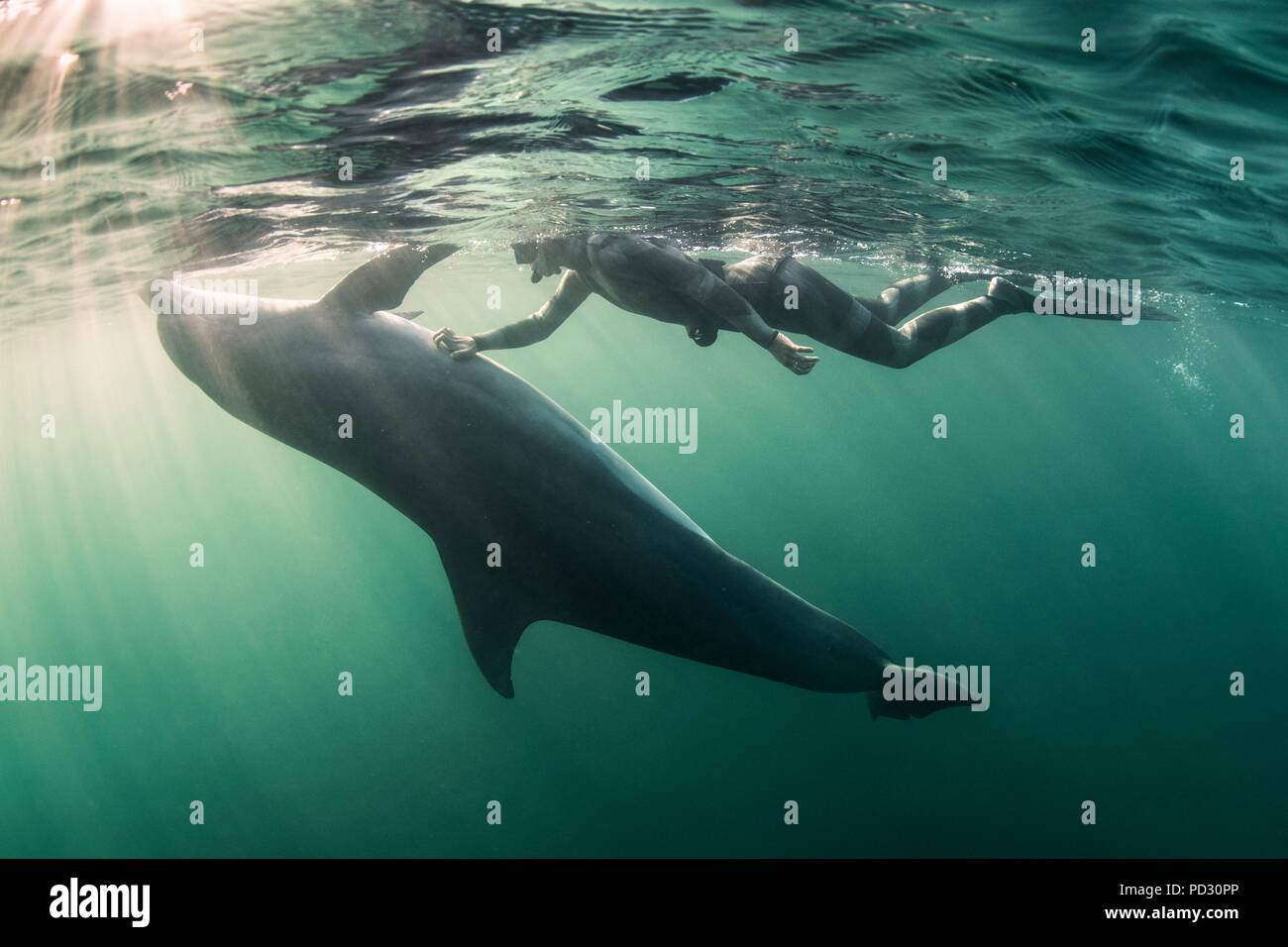 Plongée libre avec femme grand dauphin (Tursiops tronque), vue sous-marine, Doolin, Clare, Irlande Banque D'Images