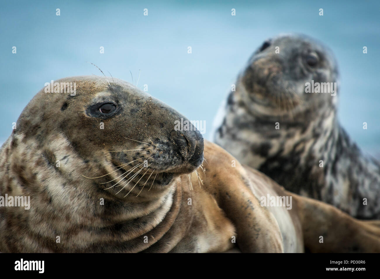 Les phoques gris (Halichoerus grypus), Grande Île Blasket, Dingle, Kerry, Irlande Banque D'Images