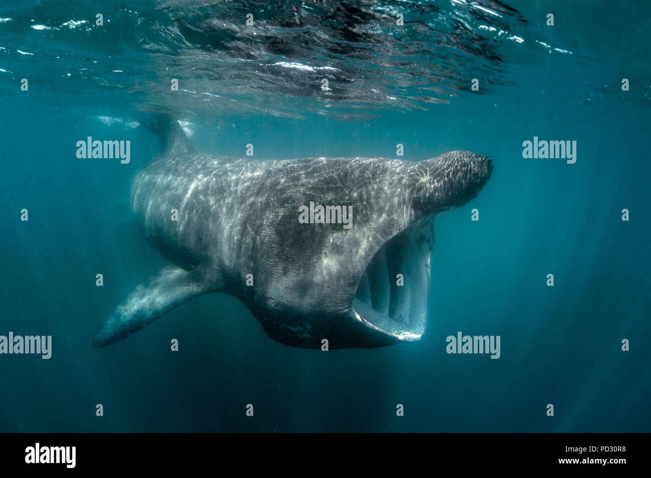 Requin pèlerin (Cetorhinus maximus), vue sous-marine, Baltimore, Cork, Irlande Banque D'Images