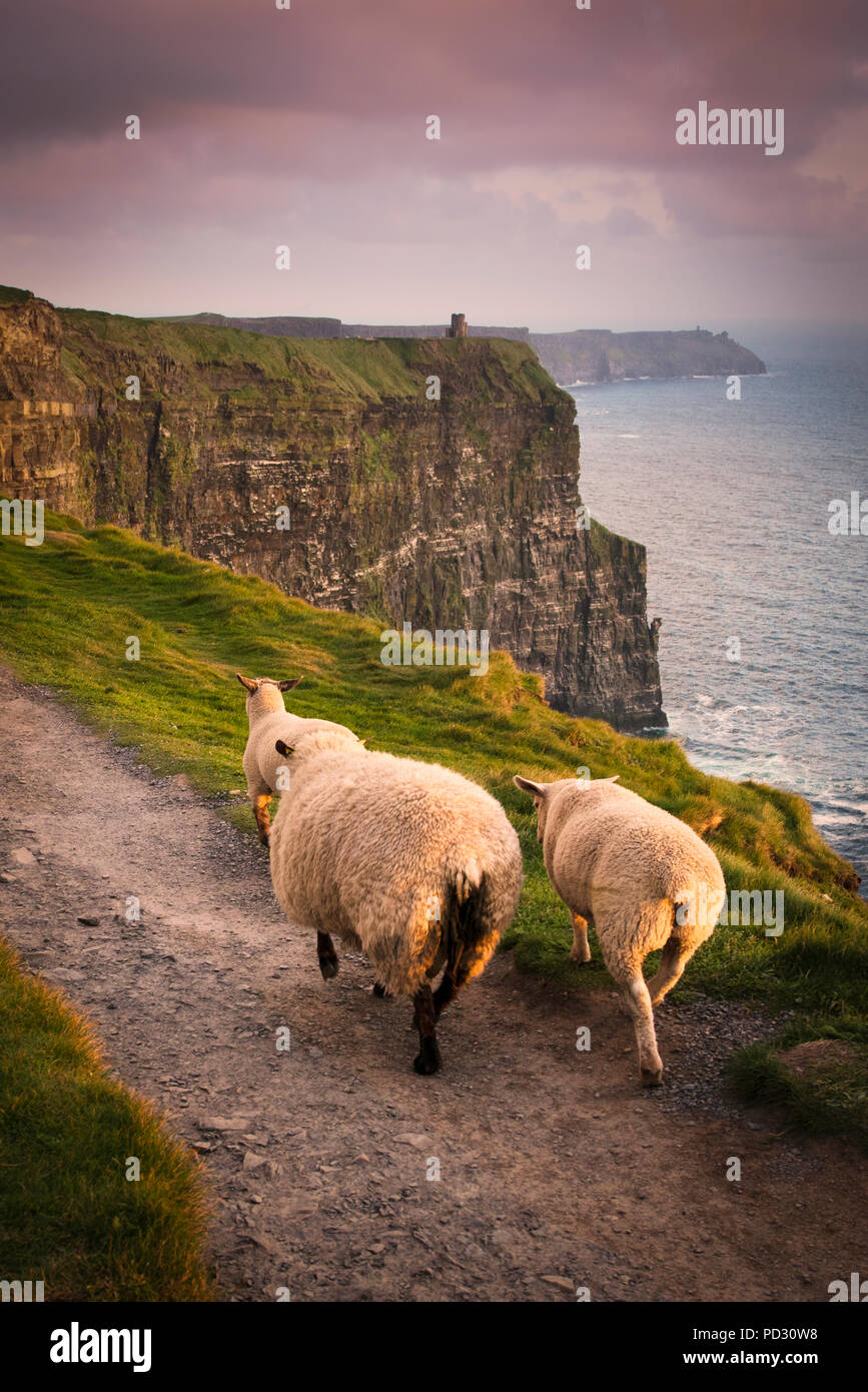 Sentiers ruraux sur des moutons, des falaises de Moher, Doolin, Clare, Irlande Banque D'Images