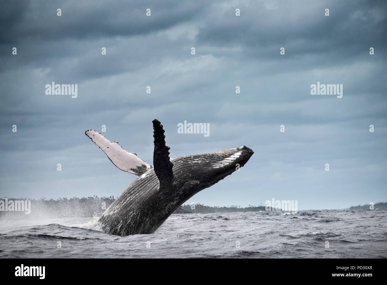 Baleine à bosse (Megaptera novaeangliae), violer, Tonga, Fidji Banque D'Images