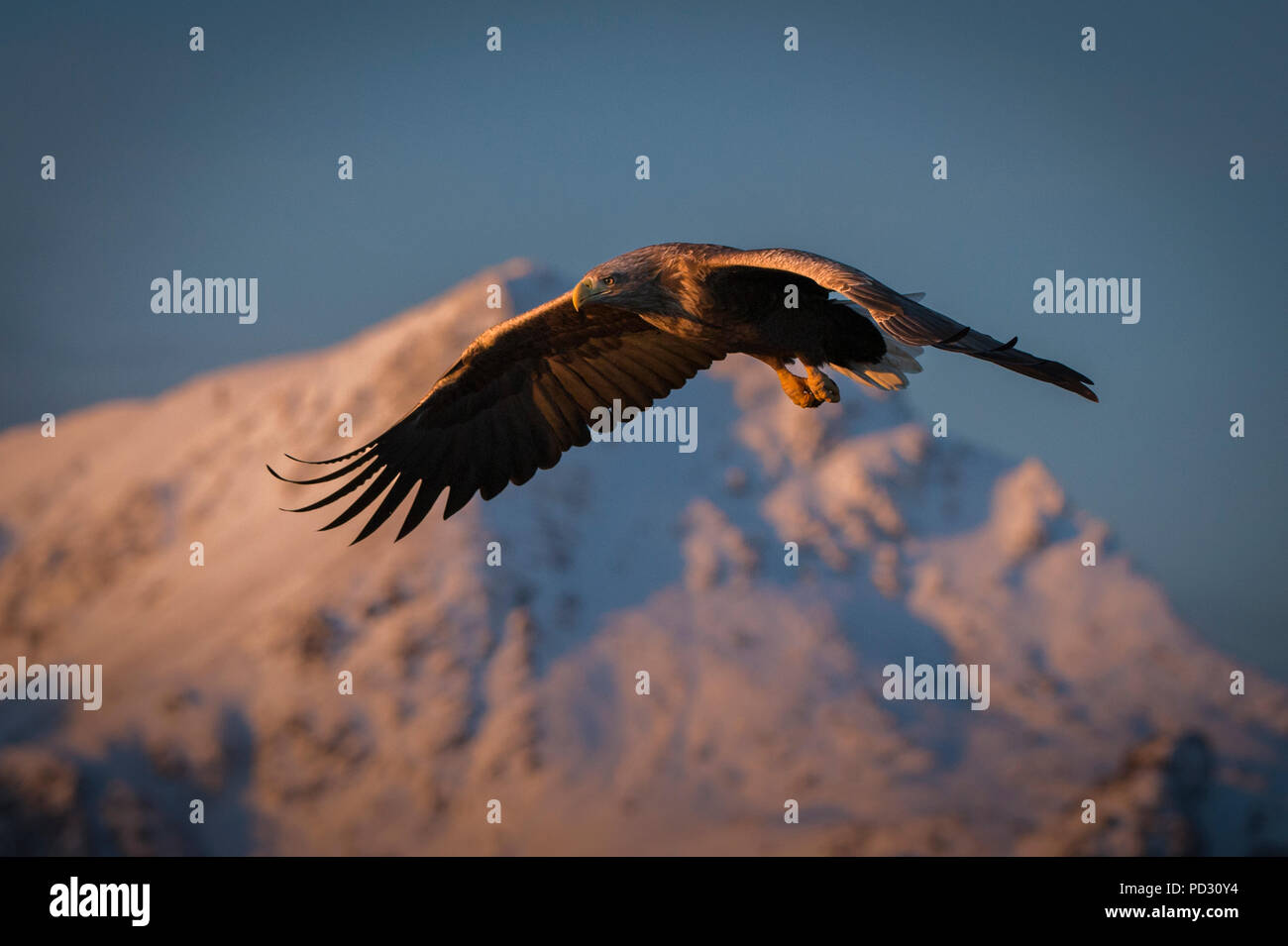 À queue blanche (Haliaeetus albicilla), en vol, la chasse aux poissons, Å i Lofoten, Nordland, Norvège Banque D'Images