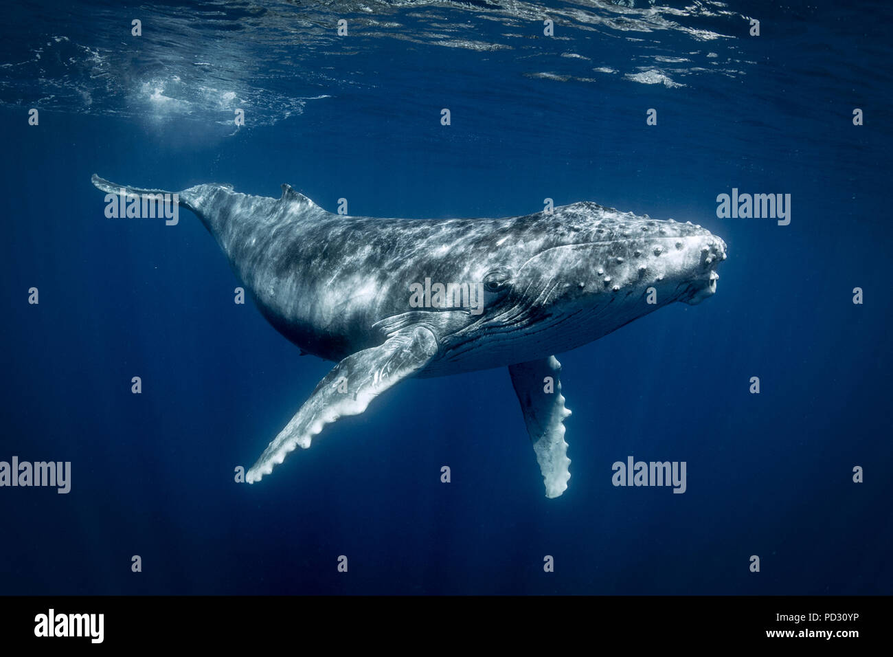 Les baleines à bosse (Megaptera novaeangliae), vue sous-marine, des Tonga, de Fidji, de l'Ouest Banque D'Images