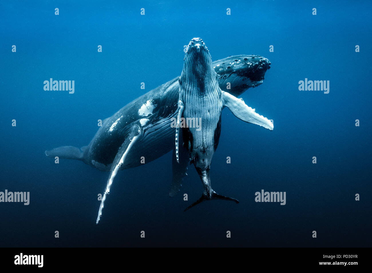 Les baleines à bosse (Megaptera novaeangliae), vue sous-marine, des Tonga, de Fidji, de l'Ouest Banque D'Images