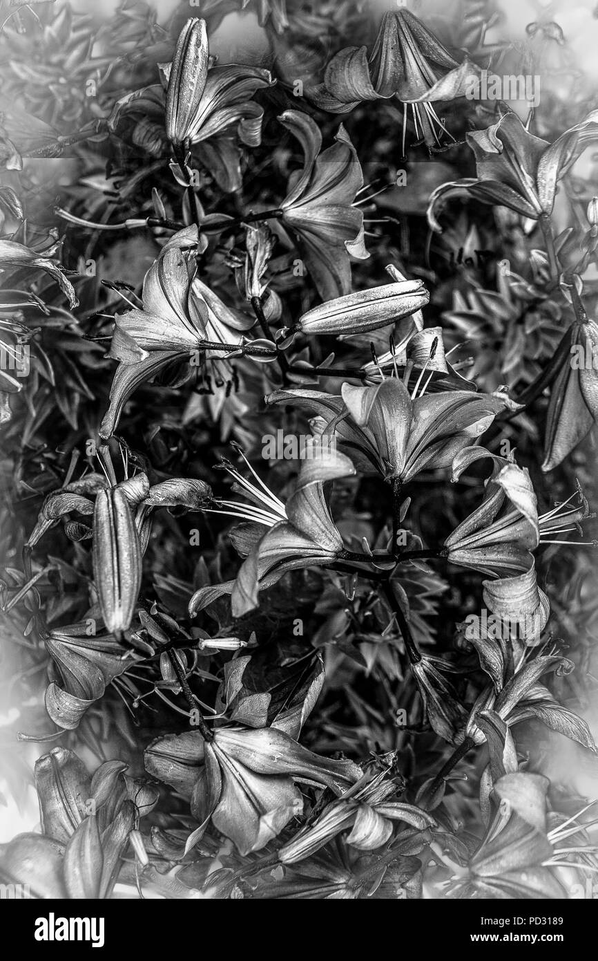 En fleurs fleurs lily.W& B Banque D'Images