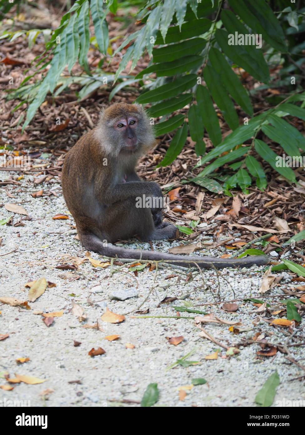Singe macaque à longue queue Banque D'Images
