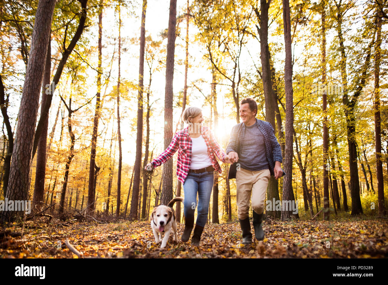 Couple avec chien en promenade dans une forêt d'automne. Banque D'Images