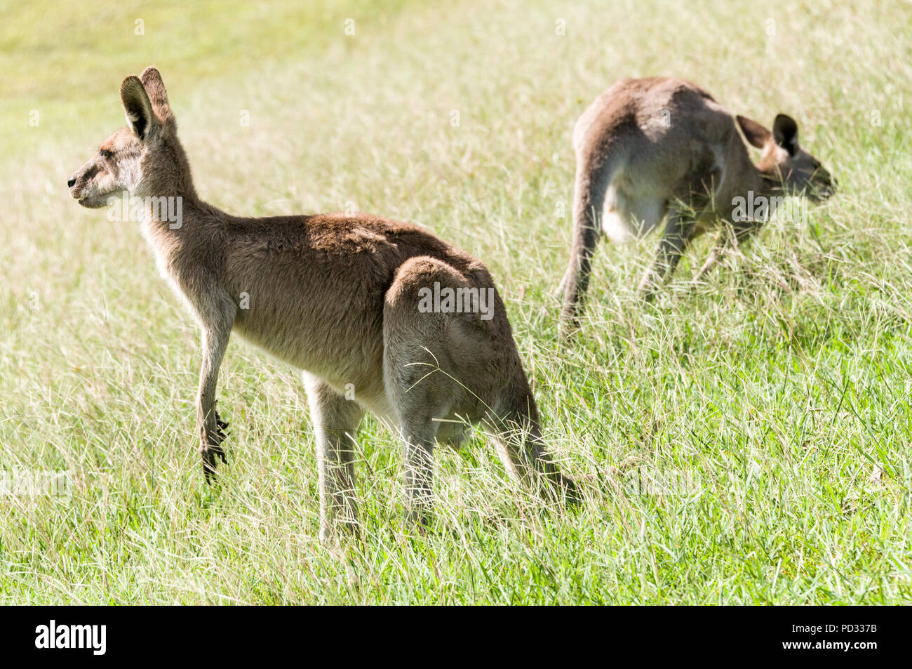 Un couple de kangourous gris de l'est féminin (Macropus giganteus) pâturage sur les prairies ouvertes près de Caloundra à Queensland, Australie Banque D'Images