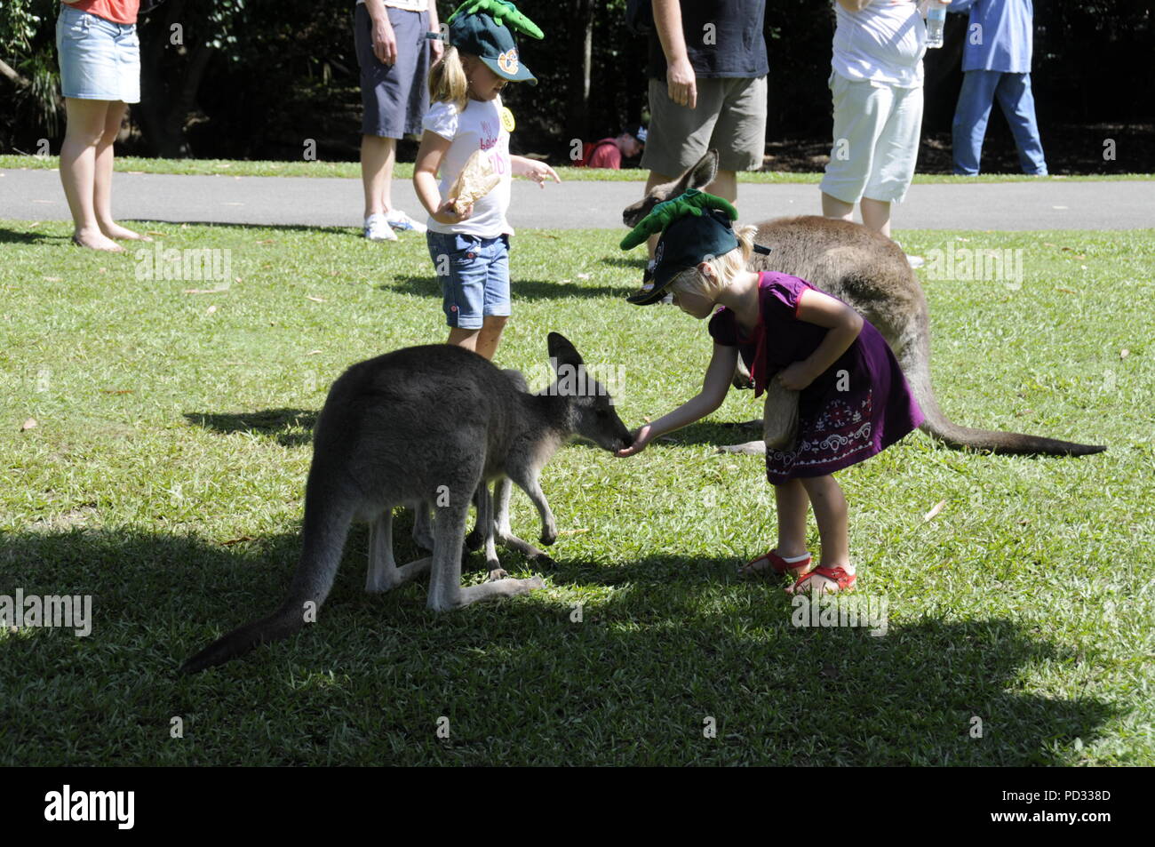 Une jeune fille avec un kangourou gris Easteren apprivoisée au Zoo de l'Australie sur la Sunshine Caoast, Queensland, Australie Banque D'Images