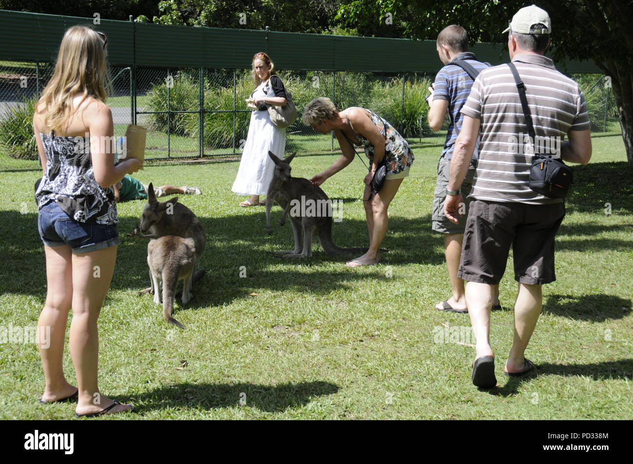 Les visiteurs ayant apprivoisé Easteren kangourou gris à l'ombre au Zoo de l'Australie sur la Sunshine Caoast, Queensland, Australie Banque D'Images