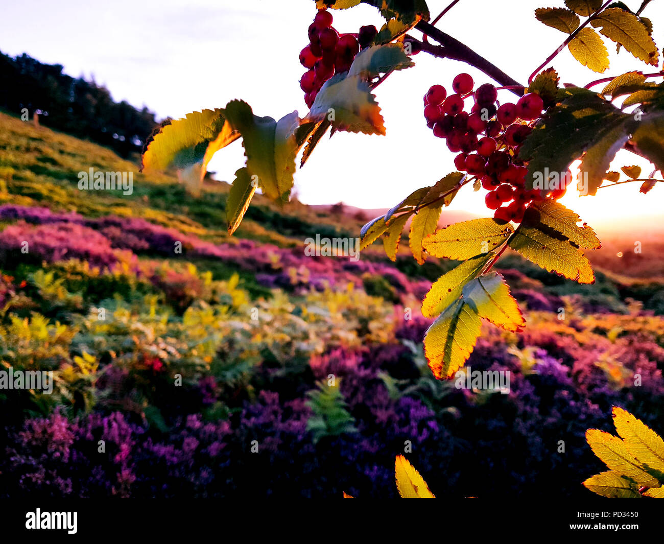 Quelques brindilles de rowan berry au premier plan et de violet, rose, violet, des landes de bruyères en arrière-plan. Le coucher du soleil, le lever du soleil. Le Yorkshire, Ilkley Moor Banque D'Images