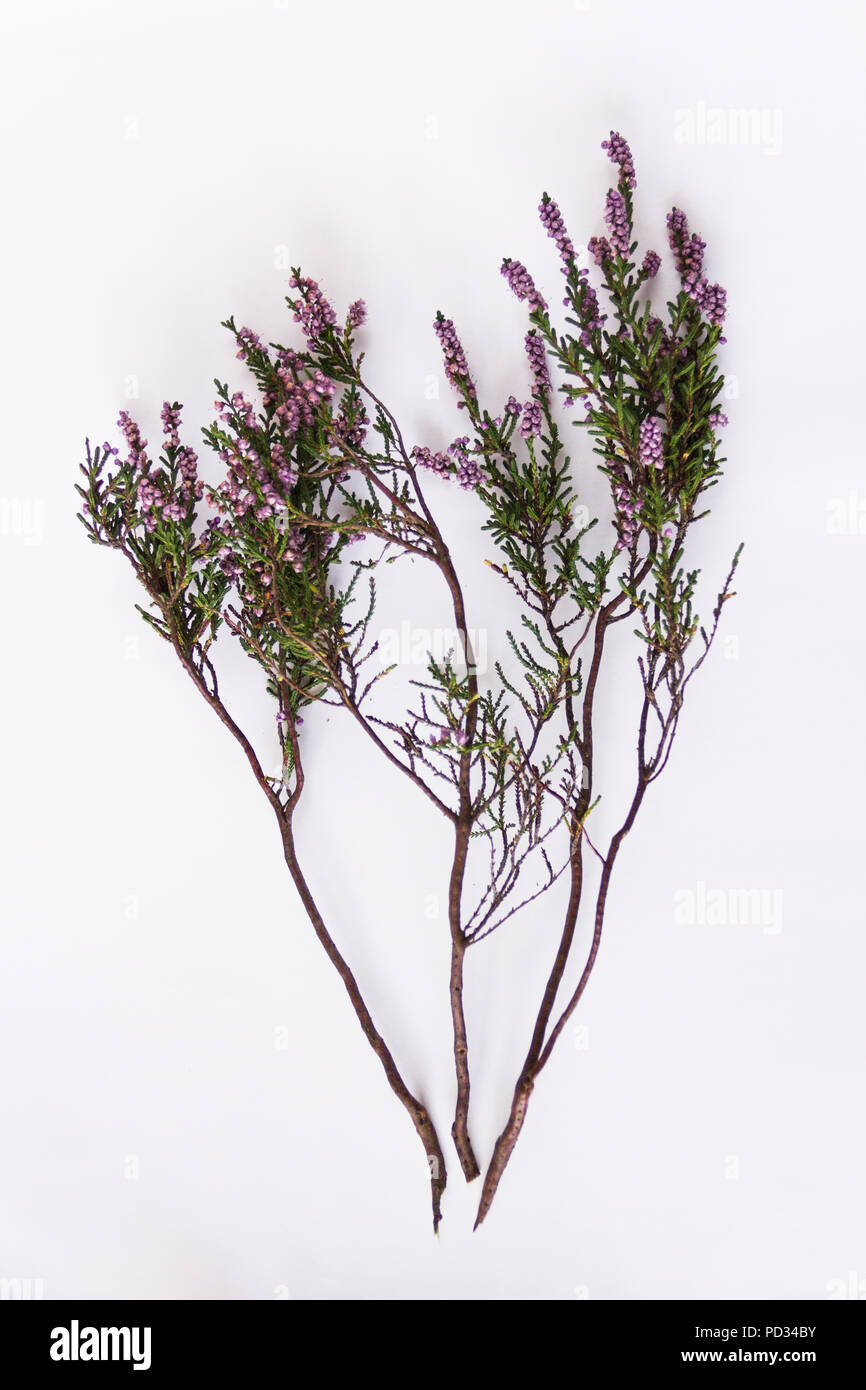 Purple heather (Erica, Calluna) twig isolé sur fond blanc Banque D'Images