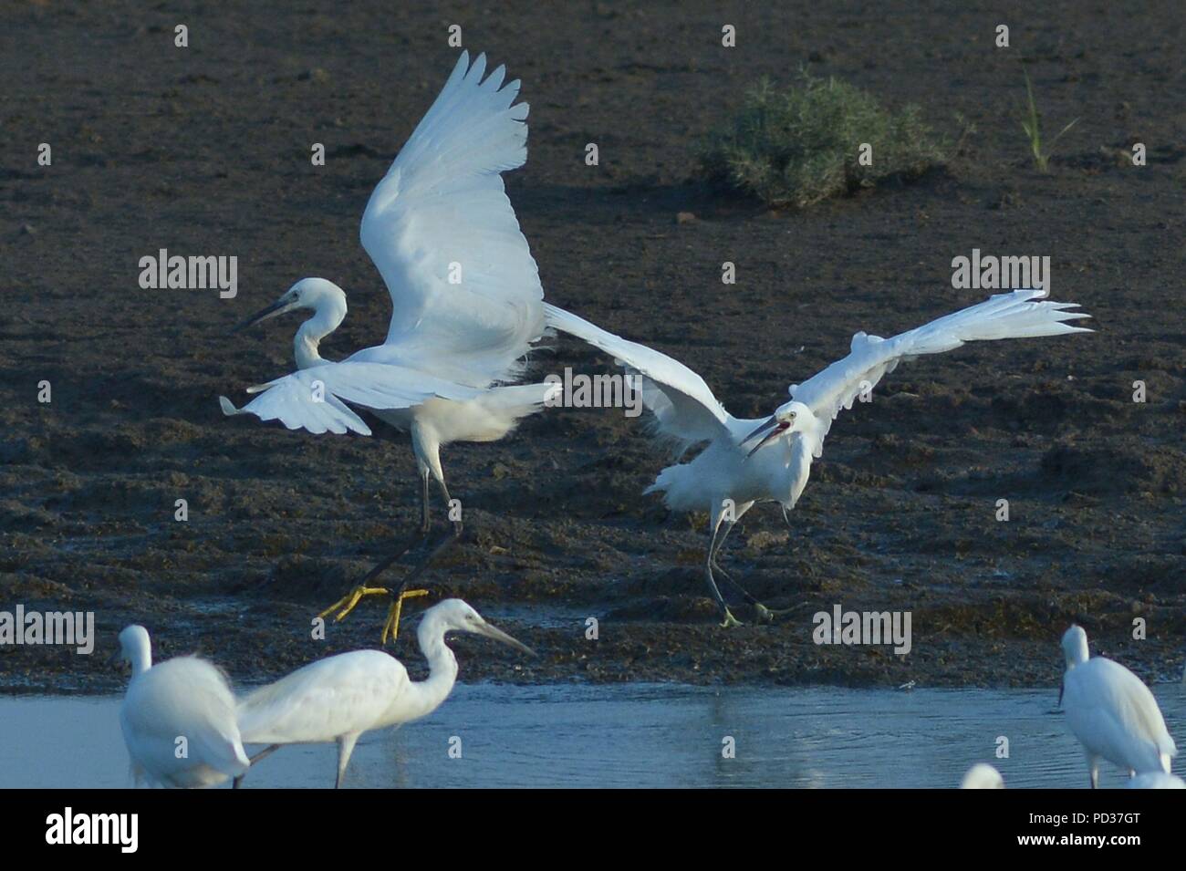 Qingdao, Qingdao, Chine. 6e août 2018. Qingdao, Chine-aigrettes se rassembler dans la zone humide à Qingdao, Chine de l'est la province de Shandong. Crédit : SIPA Asie/ZUMA/Alamy Fil Live News Banque D'Images