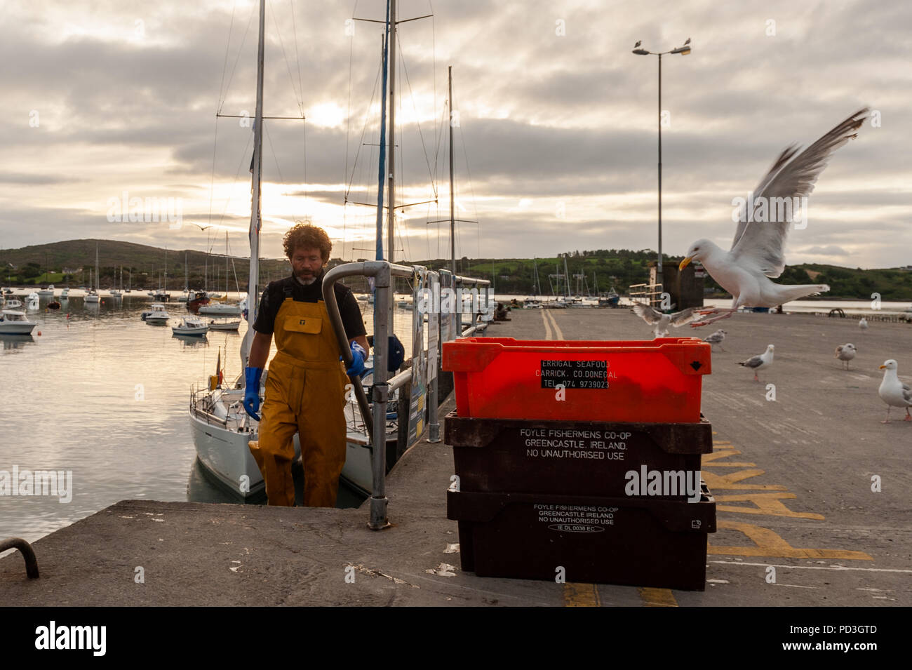 Schull, West Cork, Irlande. 7e août 2018. Un pêcheur local se déplace appât de la jetée à son bateau en préparation pour une journée de pêche au crabe. La journée sera sèche et nuageux avec un maximum de 16° Celsius. Credit : Andy Gibson/Alamy Live News. Banque D'Images