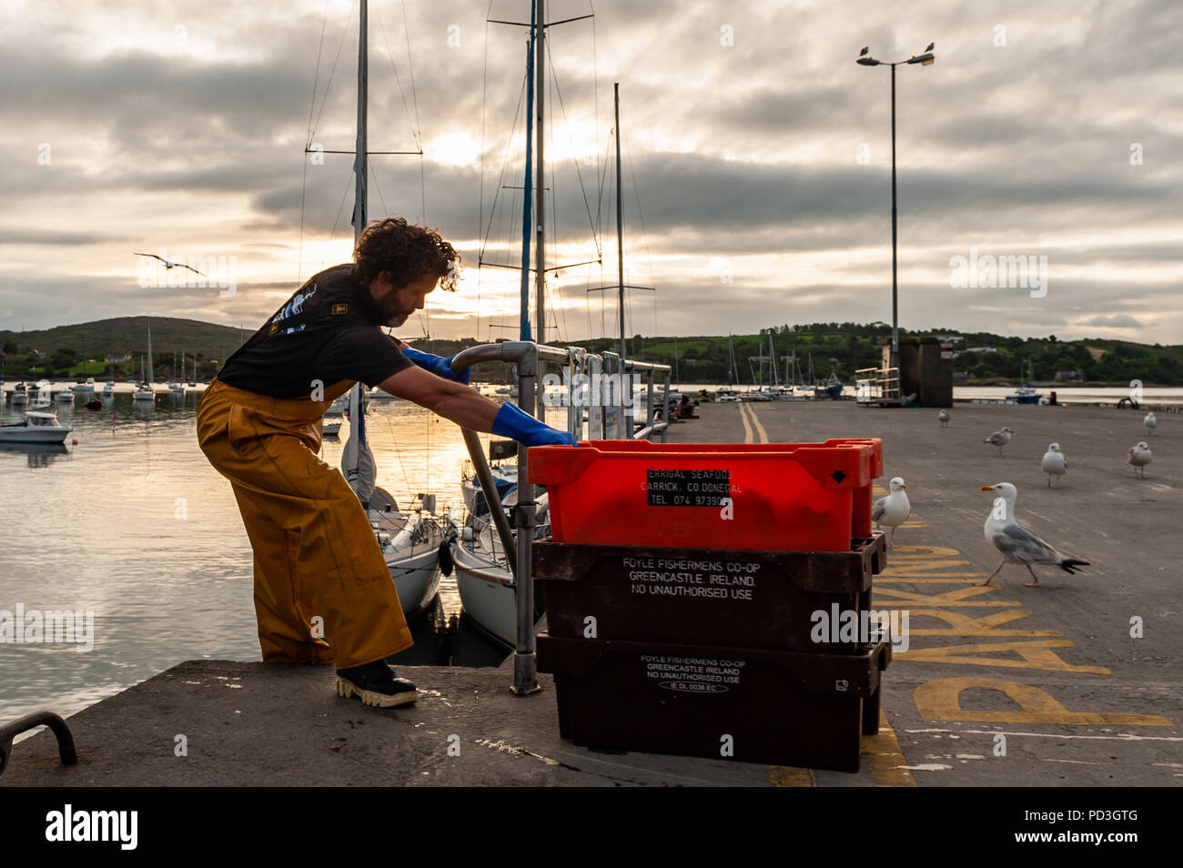 Schull, West Cork, Irlande. 7e août 2018. Un pêcheur local se déplace de la jetée d'appât à son bateau en préparation pour une journée de pêche au crabe. La journée sera sèche et nuageux avec un maximum de 16° Celsius. Credit : Andy Gibson/Alamy Live News. Banque D'Images