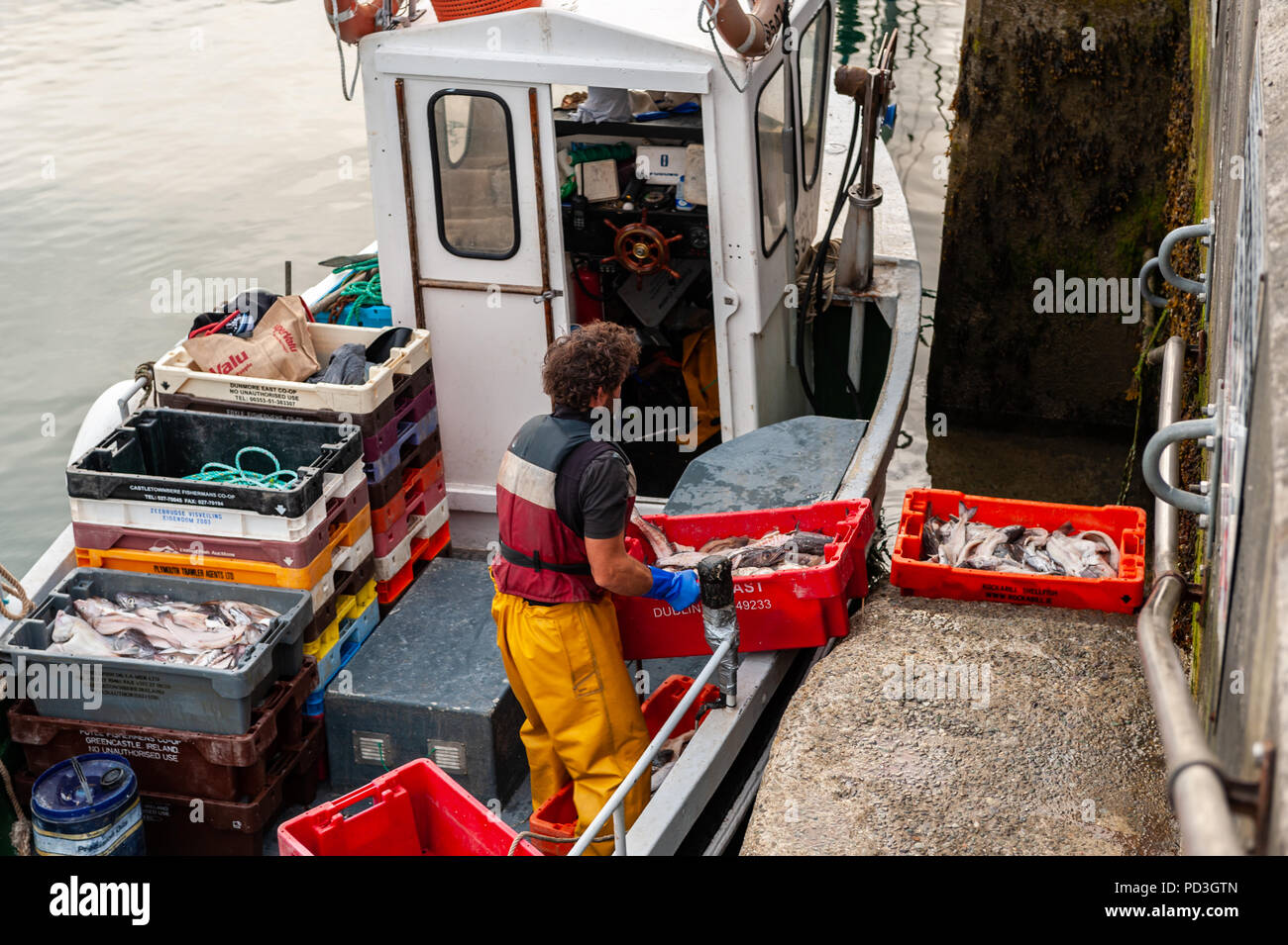 Schull, West Cork, Irlande. 7e août 2018. Un pêcheur local se déplace appât de la jetée à son bateau en préparation pour une journée de pêche au crabe. La journée sera sèche et nuageux avec un maximum de 16° Celsius. Credit : Andy Gibson/Alamy Live News. Banque D'Images