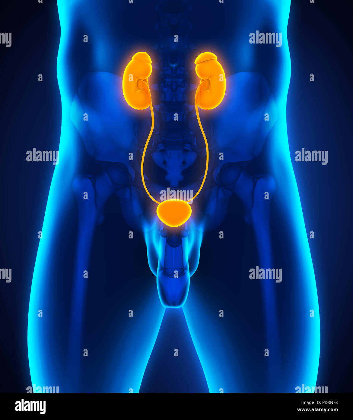 L'anatomie les reins Banque D'Images