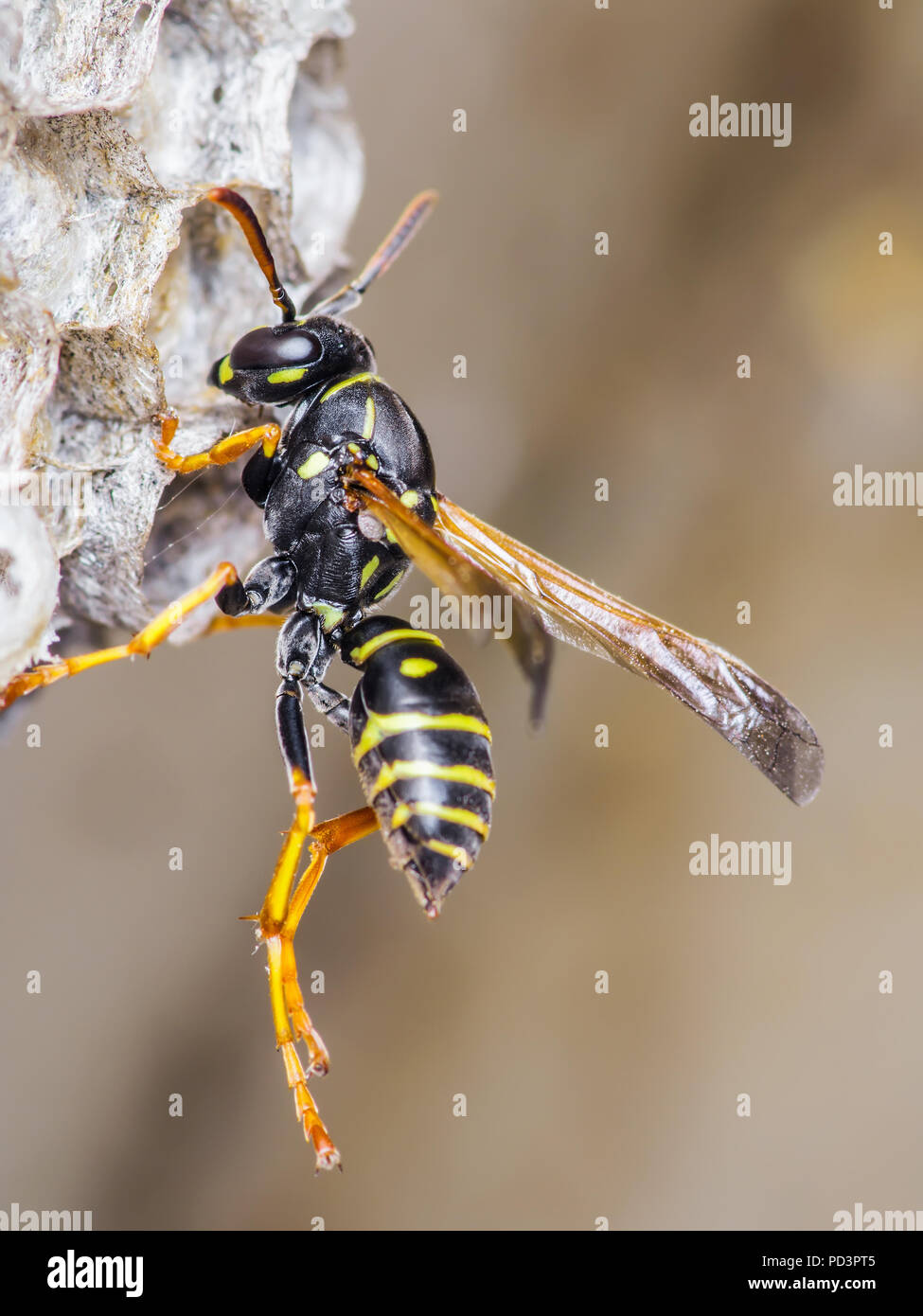 Veste jaune insecte sur son nid de guêpe Banque D'Images