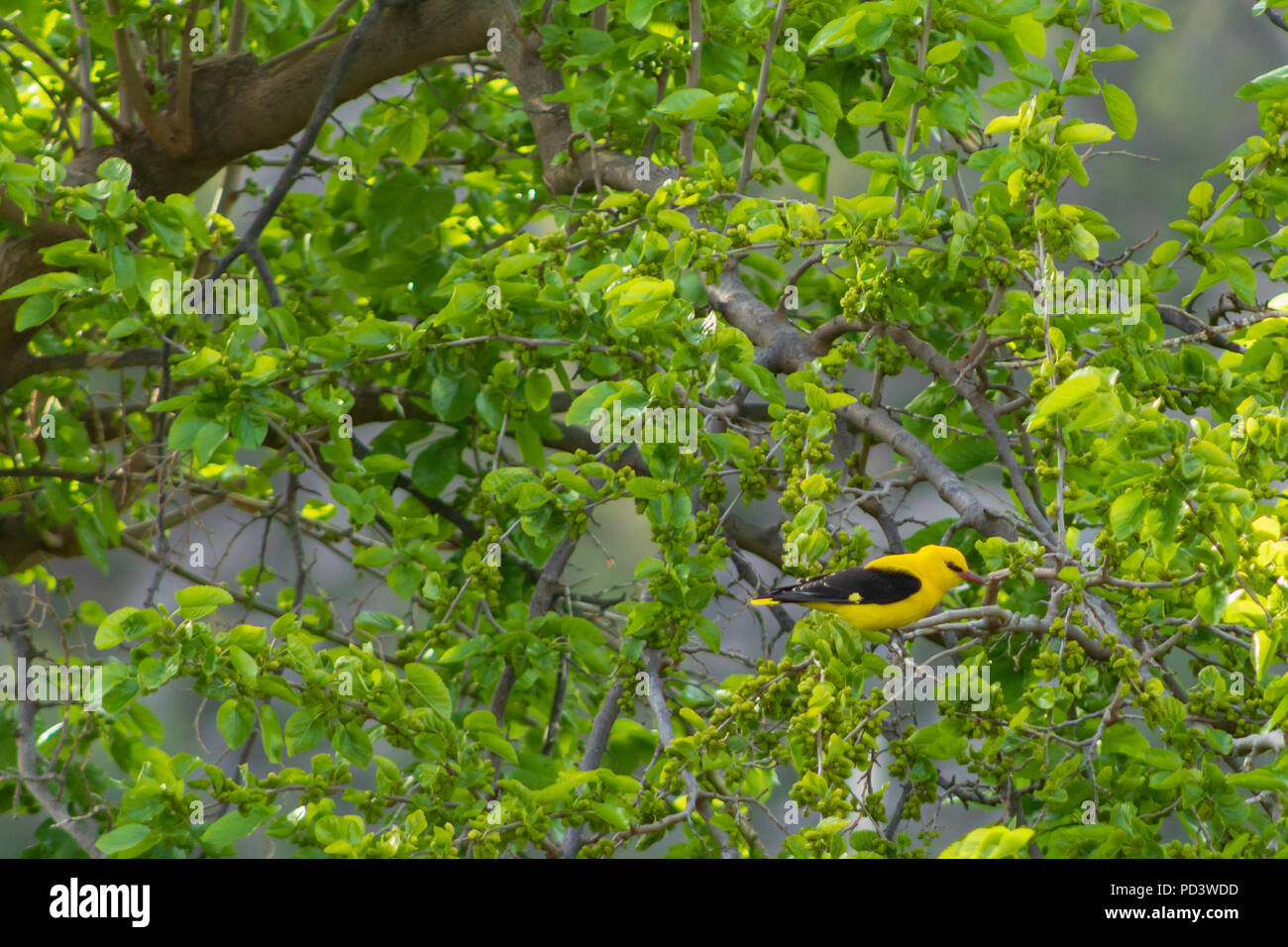 Oriolus oriolus Loriot, perché sur une branche dans un mûrier platane, Morus alba, Andalousie Espagne Banque D'Images