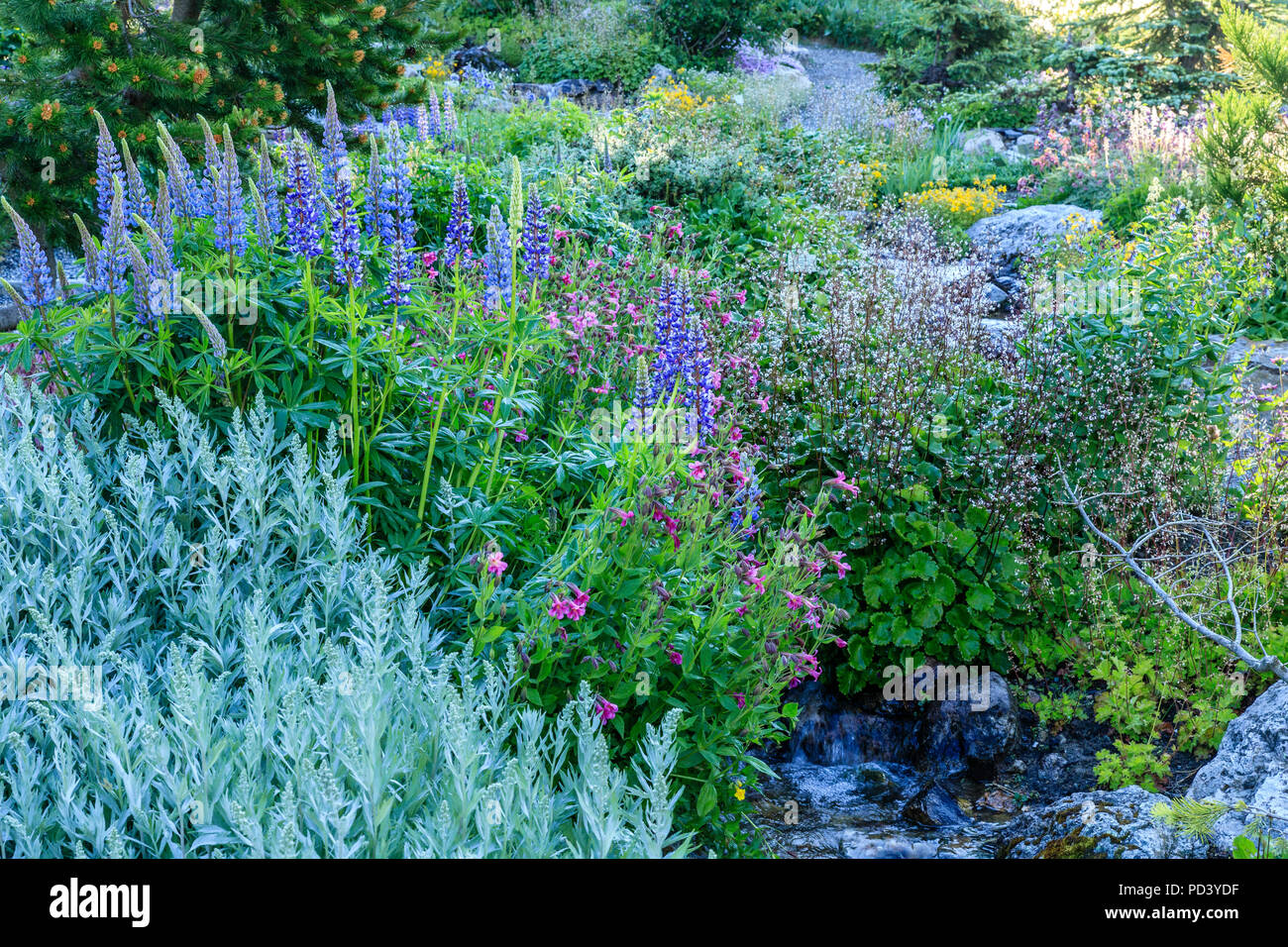 France, Hautes Alpes, Villar d'Arêne, le jardin botanique alpin du Lautaret //France, Hautes-Alpes (05), Villar-d'Arène, jardin alpin du Lautaret, zone Banque D'Images