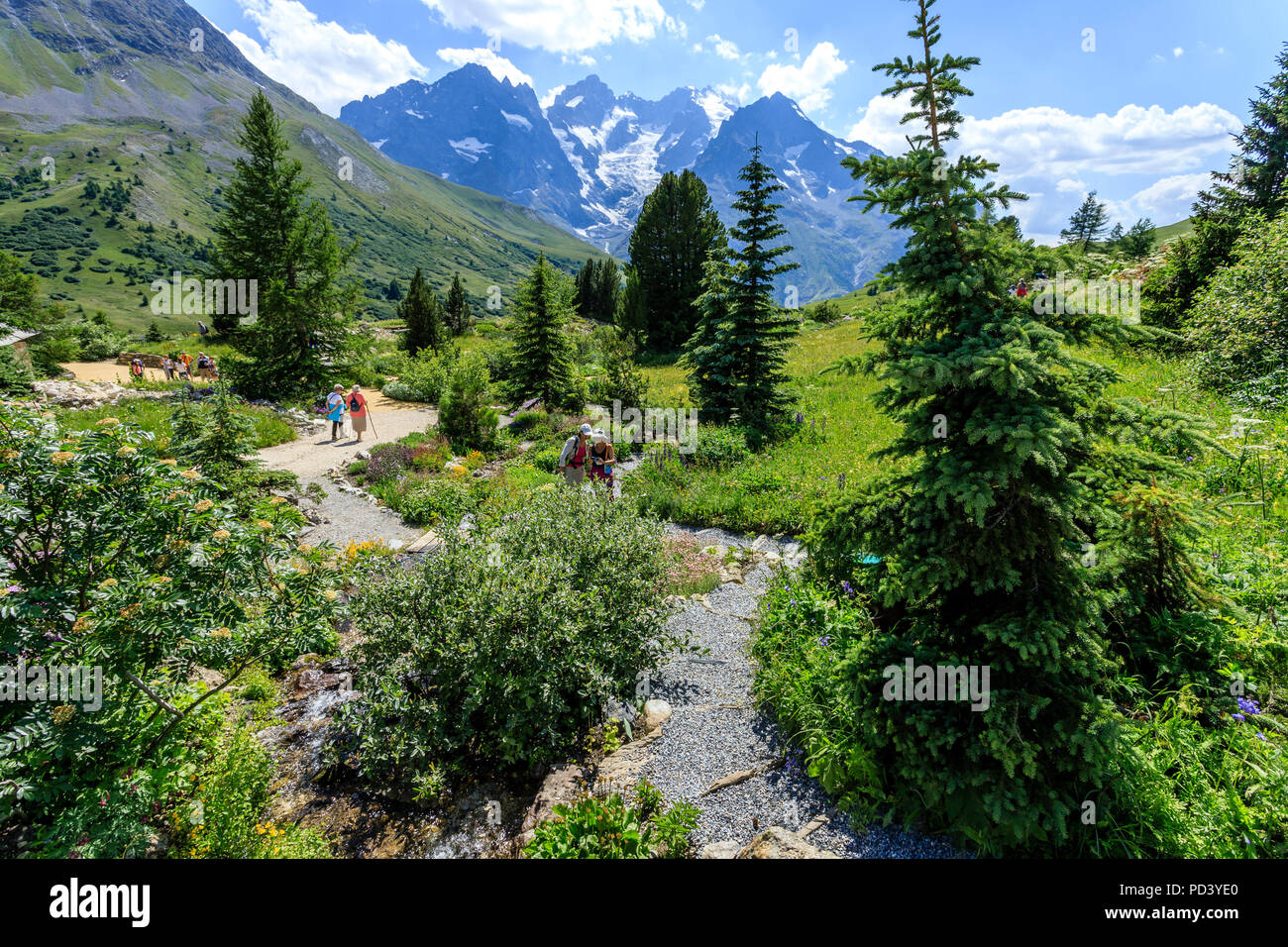 France, Hautes Alpes, Villar d'Arêne, le jardin botanique alpin du Lautaret //France, Hautes-Alpes (05), Villar-d'Arène, jardin alpin du Lautaret, zone Banque D'Images