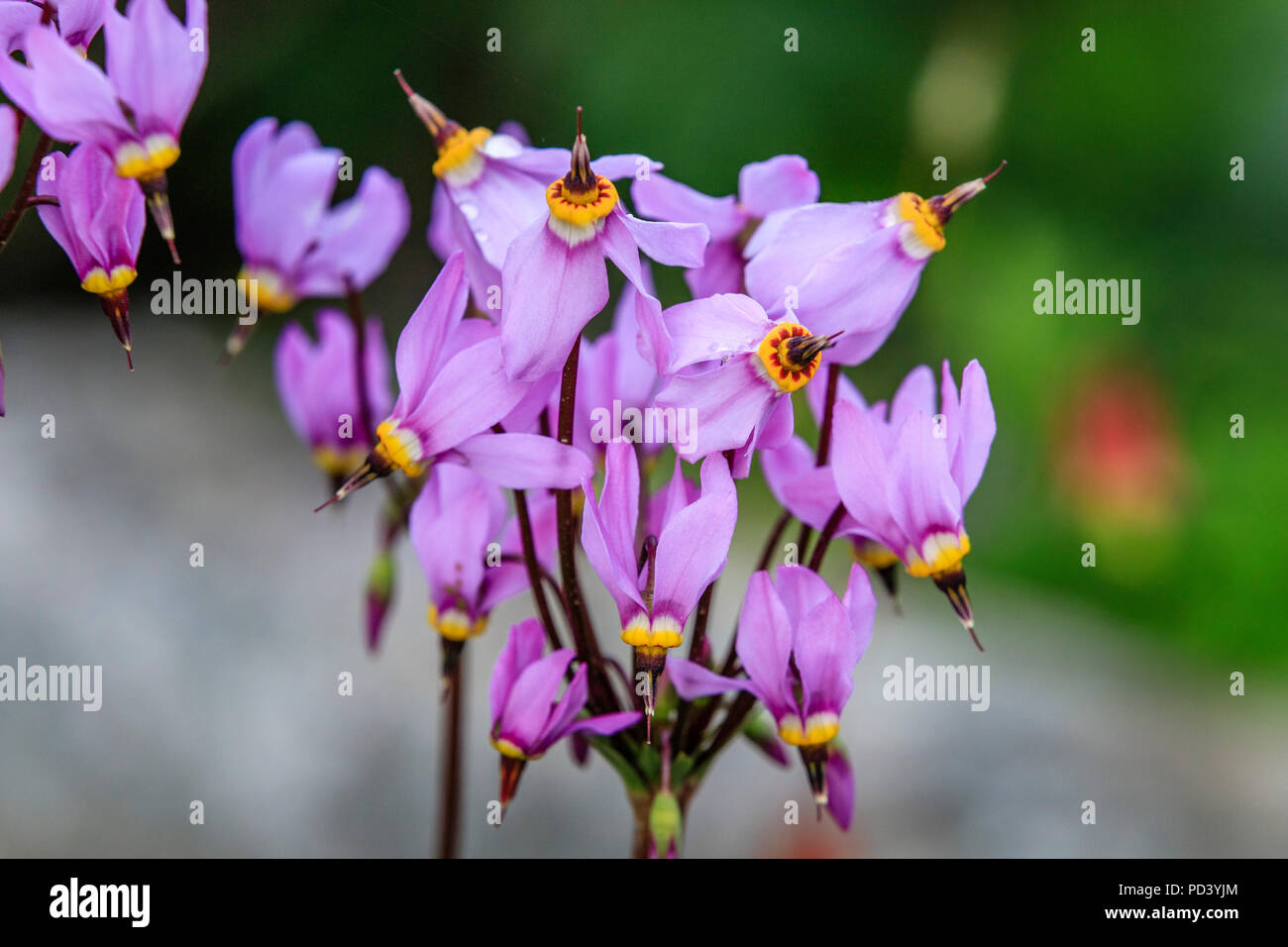 France, Hautes Alpes, Villar d'Arêne, le jardin botanique alpin du Lautaret, shooting star (Dodecatheon trandafirilor) Banque D'Images