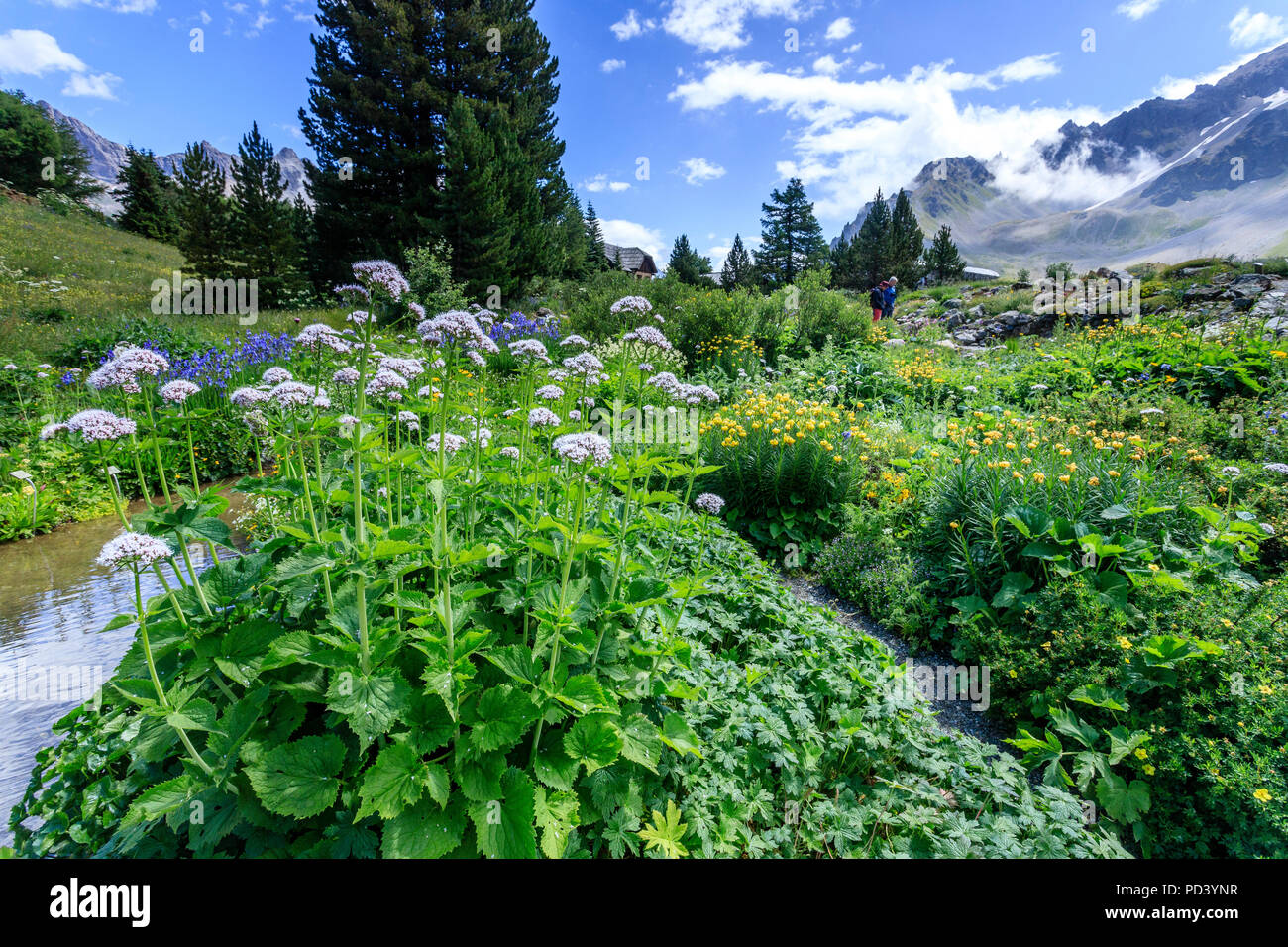 France, Hautes Alpes, Villar d'Arêne, le jardin botanique alpin du Lautaret //France, Hautes-Alpes (05), Villar-d'Arène, jardin alpin du Lautaret, zone Banque D'Images