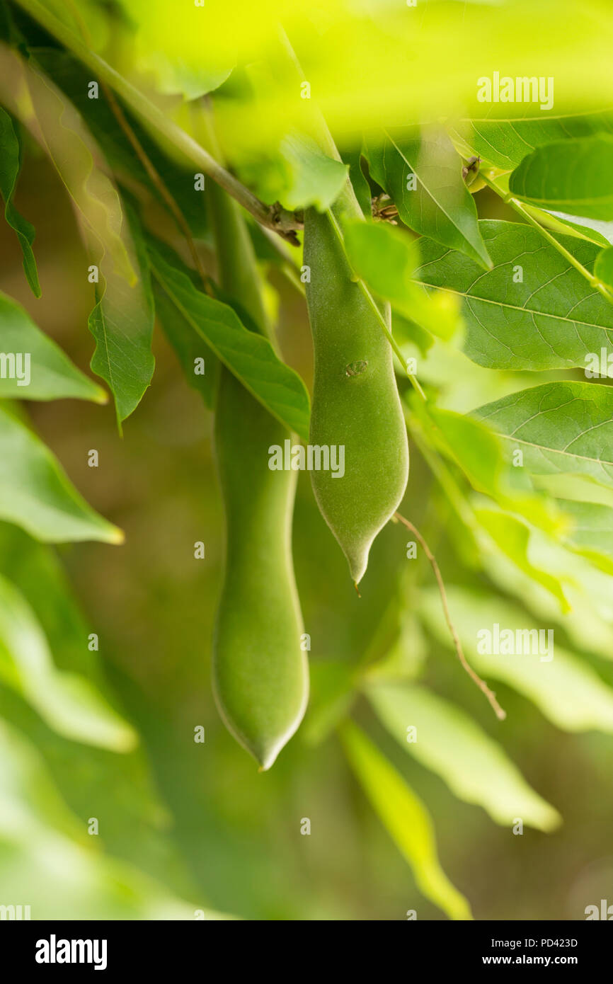 Les gousses de glycine glycine pendu à une plante poussant contre une maison dans un jardin dans le Lancashire North West England UK GB. Banque D'Images