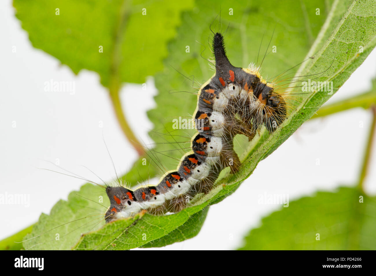 Une espèce de Dague gris caterpillar, Acronicta psi, trouvés sur alimentation anglais bullace quitte photographié dans un studio avant la libération. Nord du Dorset England UK GO Banque D'Images