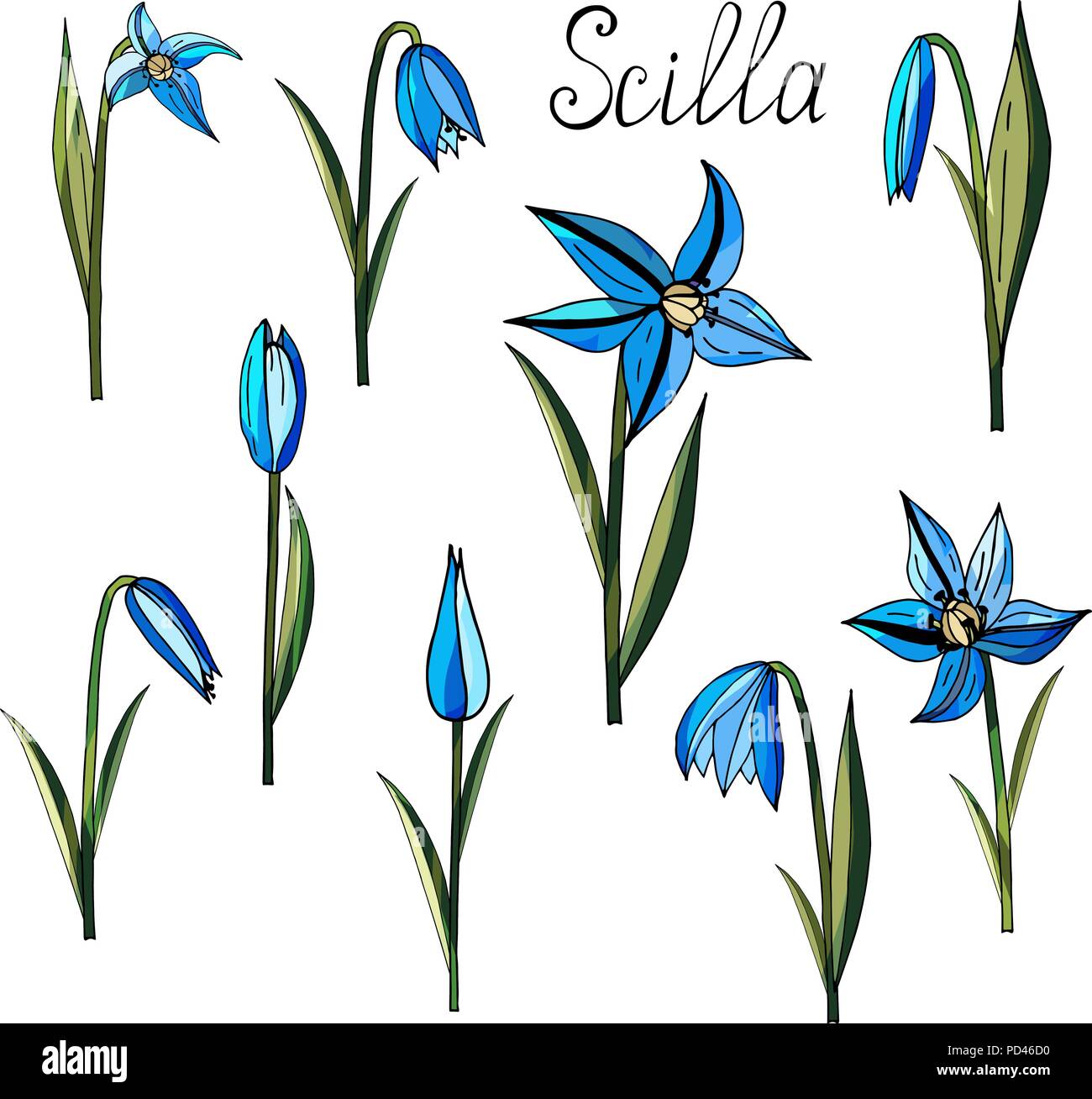 Ensemble de Scylla dessiné à la main fleurs sur fond blanc Illustration de Vecteur