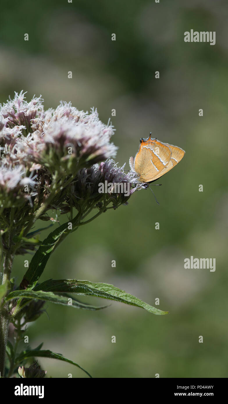 Brown hairstreak papillon (Thecla betulae), se nourrissant de agrimony de chanvre. Banque D'Images