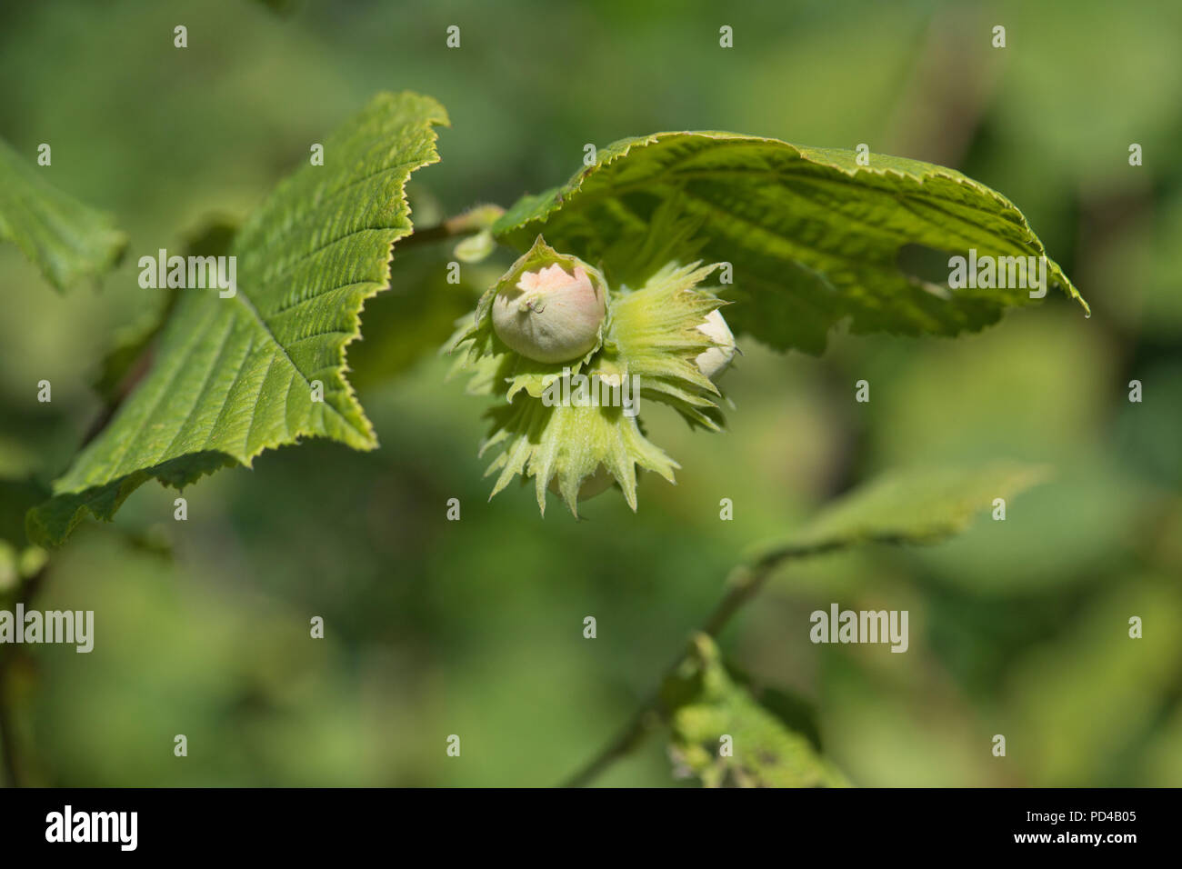 Le noisetier (Corylus avellana) les feuilles et les noix, la fin de l'été. Banque D'Images