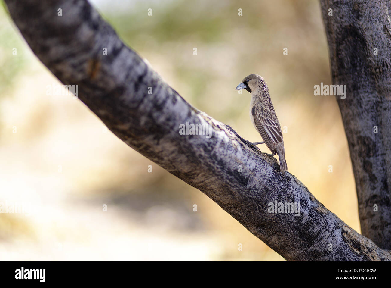 Bird Philetairus socius, Namibie Banque D'Images