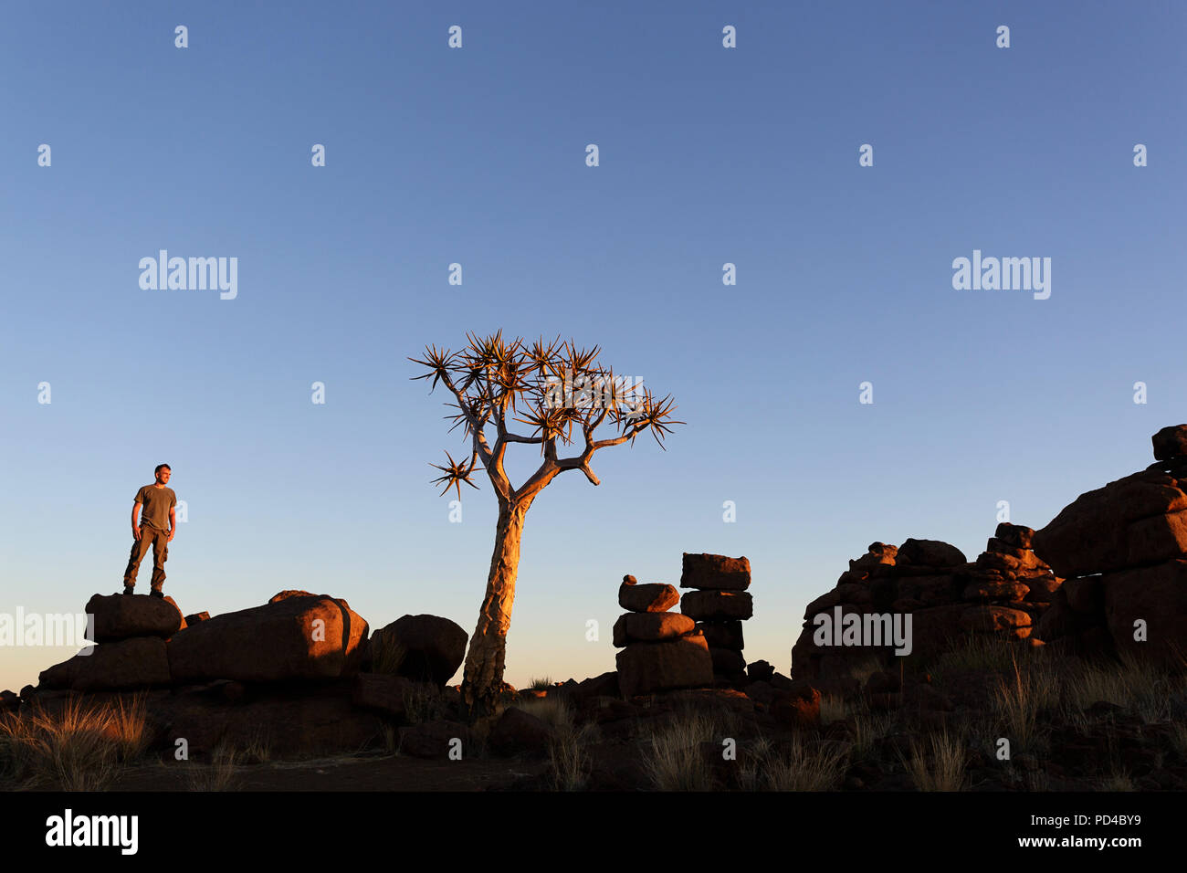 Homme debout sur un gros rocher avec les mains dans les poches à proximité d'un arbre isolé en Quiver Tree au coucher du soleil, des forêts et de l'attraction touristique du sud de la Namibie Banque D'Images
