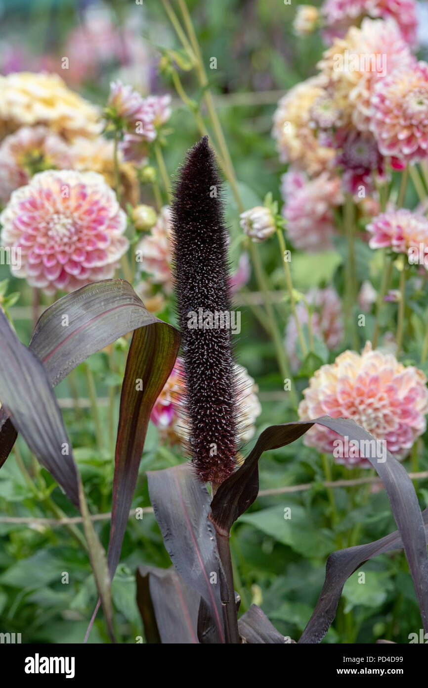 Pennisetum glaucum 'Purple Baron'. Millet ornemental sur une fleur show display. UK Banque D'Images