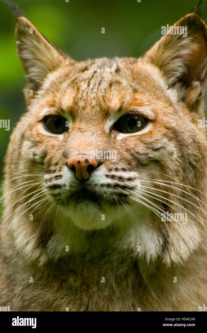 Le lynx roux, le Zoo de l'Oregon, Washington Park, Portland, Oregon Banque D'Images