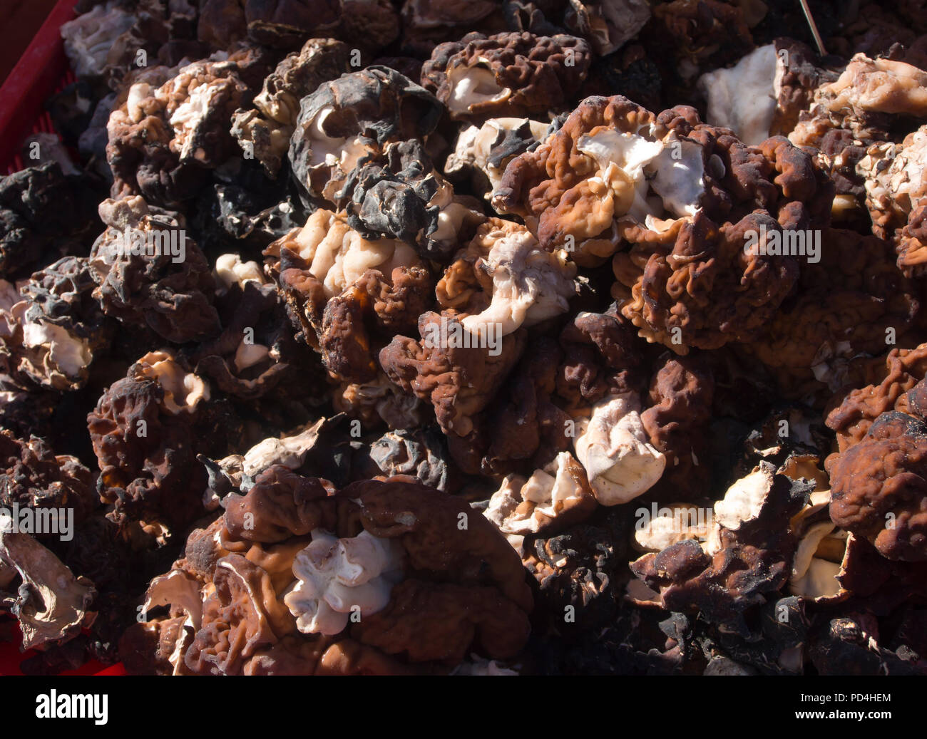 Gyromitra esculenta, Close up du champignon dans un stand au marché du plein air à Helsinki, Finlande, Kauppatori toxiques si pas correctement préparés Banque D'Images