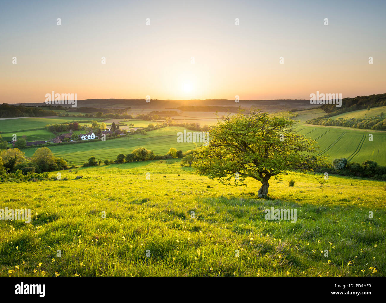 Une scène idyllique campagne anglaise au coucher du soleil ; un arbre isolé surplombe un chalet dans le nord du Kent Downs. Banque D'Images