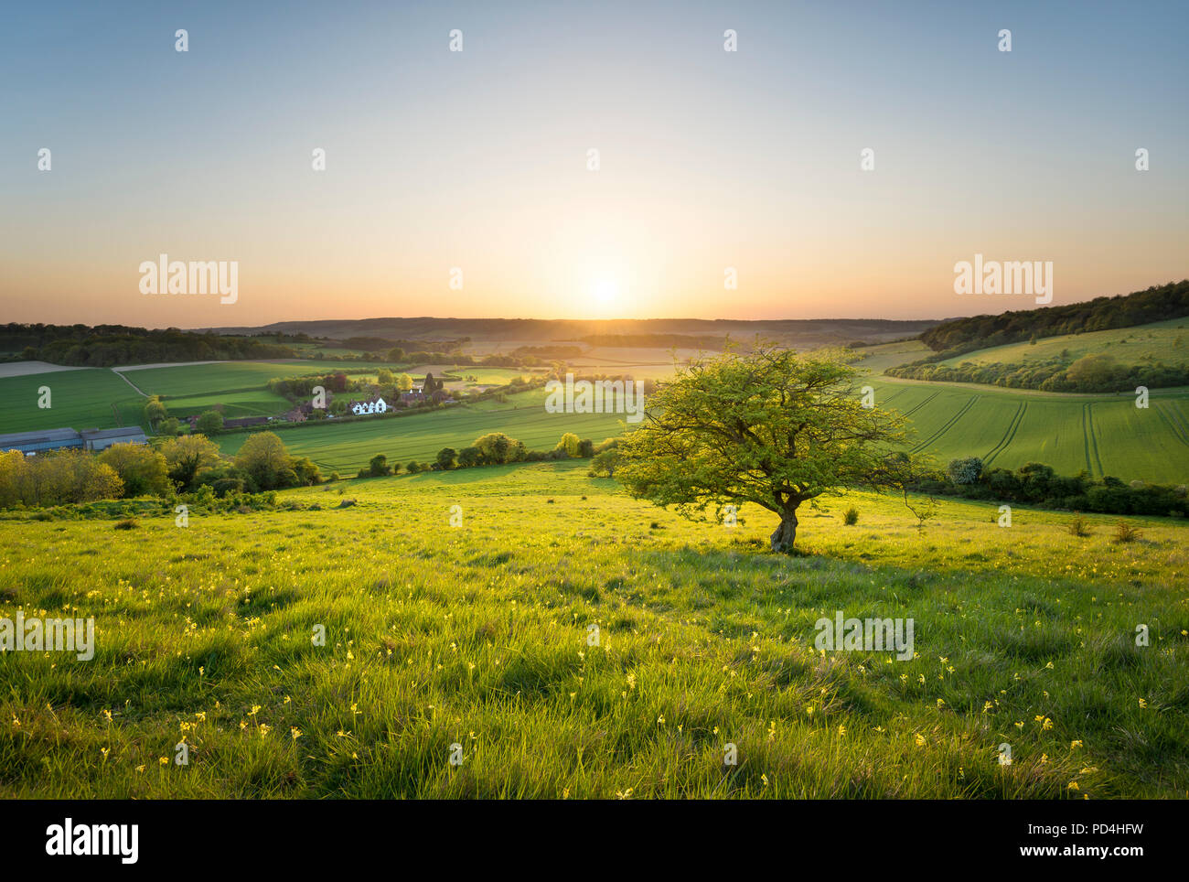 Une scène idyllique campagne anglaise au coucher du soleil ; un arbre isolé surplombe un chalet dans le nord du Kent Downs. Banque D'Images
