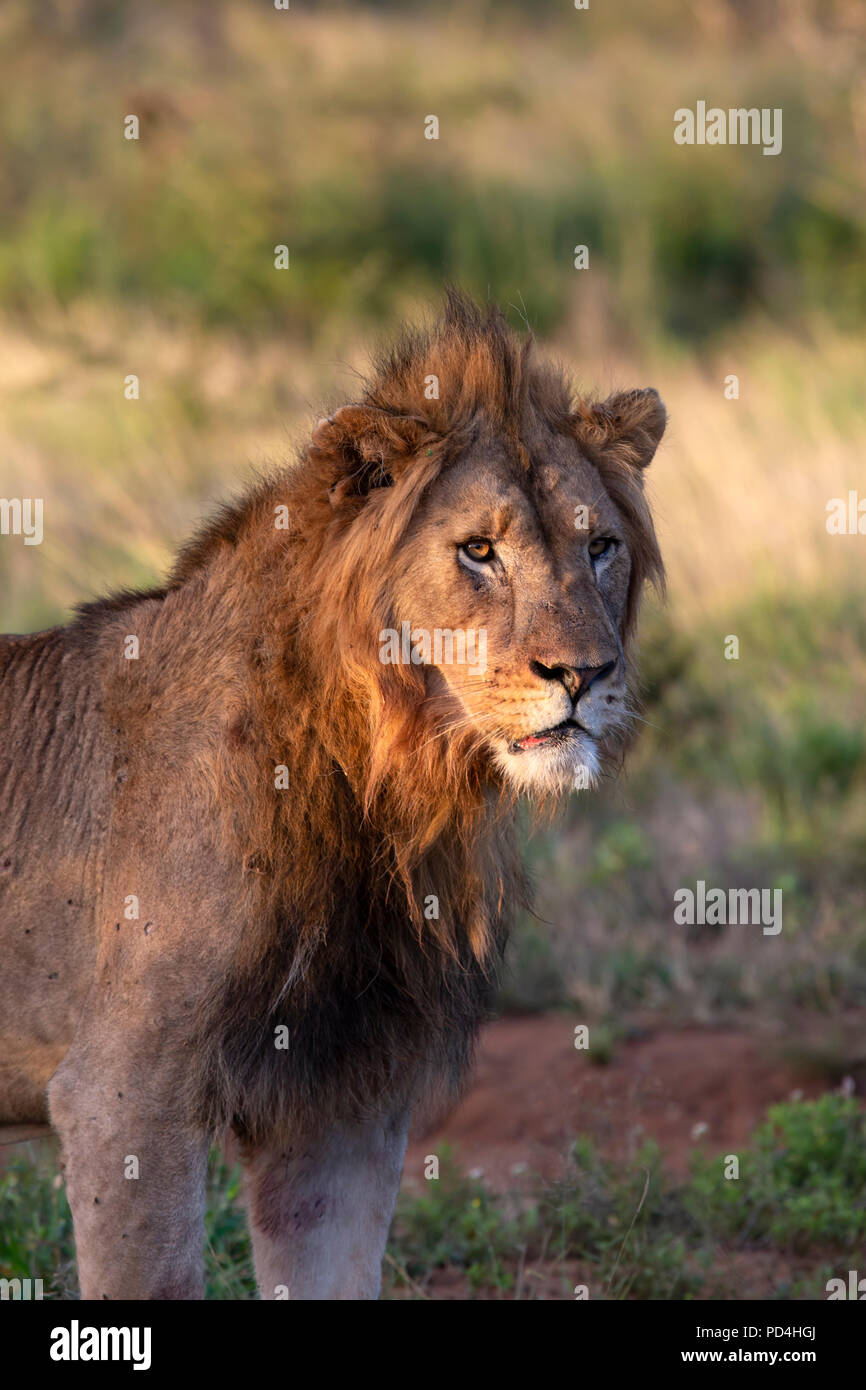 Lion Panthera leo éclairé par le faible soleil au crépuscule Banque D'Images