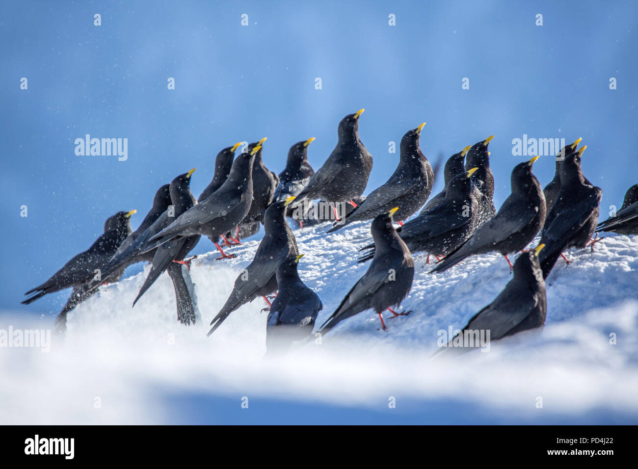 Pyrrhocorax graculus, Alpine chough, oiseau, Nature, Suisse, Animal Banque D'Images