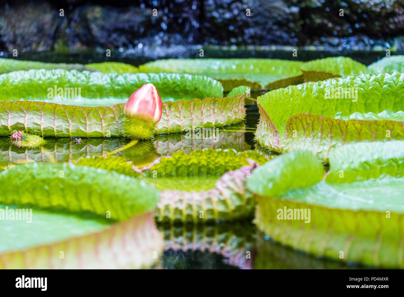 Plantes et fleurs de lotus à Giardini di Motella, Ischia, près de Naples, Italie Banque D'Images