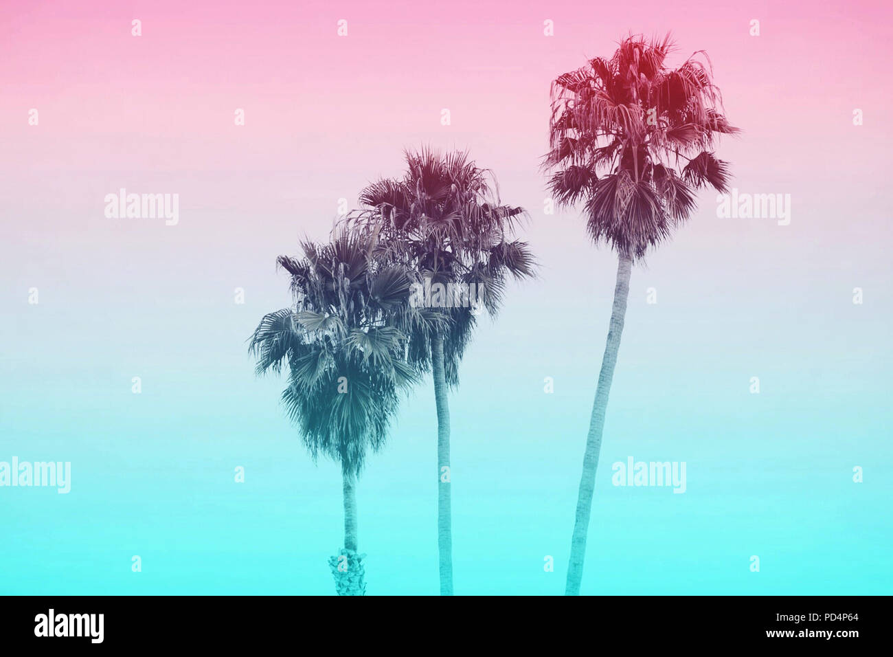 Trois Palmiers dans une rangée avec un fond de couleur pastel, pris à Santa Cruz, California USA Banque D'Images