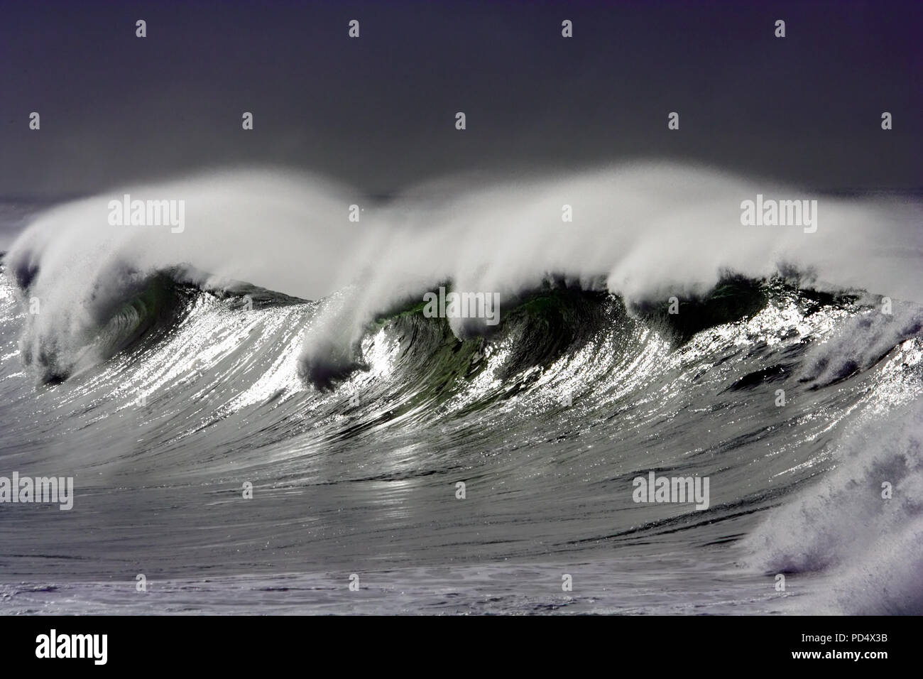 Vue détaillée d'une belle grosse vague verte Plante Banque D'Images