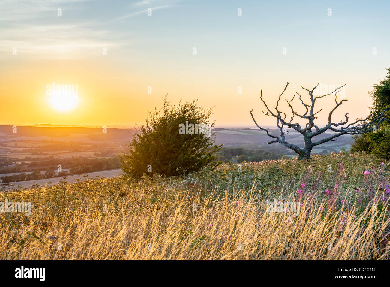 Vue de Butser Hill Nature réserver sur les South Downs dans le Hampshire pendant le coucher du soleil en été 2018, England, UK Banque D'Images