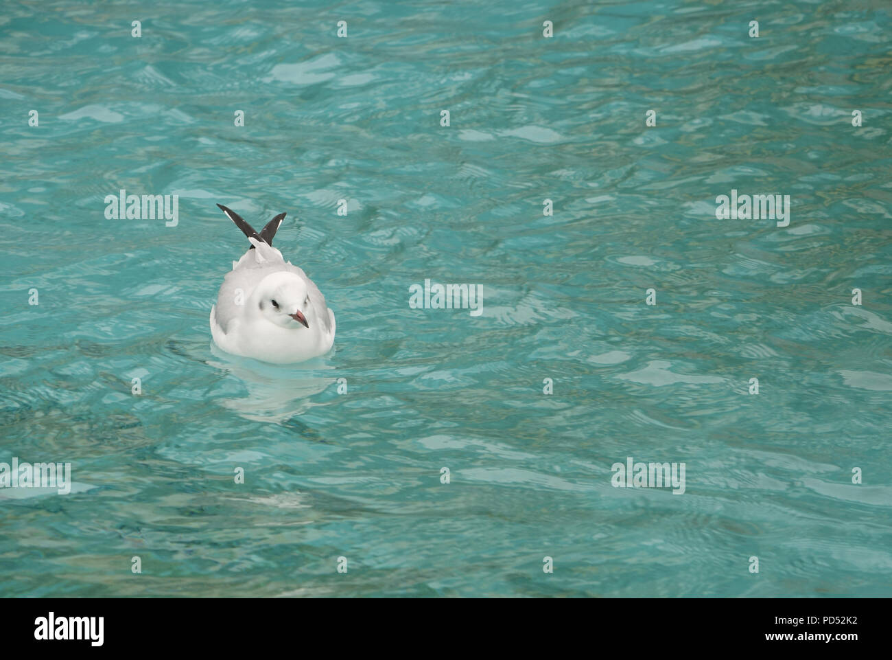 Les juvéniles Mouette noire sur un étang clair à Paris, France Banque D'Images